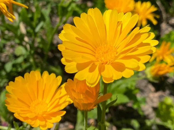 Pot Marigold Calendula Officinalis Common Marigold Ruddles Mary Gold Garten — Zdjęcie stockowe