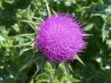 Süt devedikeni (Silybum marianum), Kutsal Milkthistle, Marian devedikeni, Mary devedikeni, Saint Mary devedikeni, Akdeniz süt devedikeni, Mariendistel, Christi Krone, Donnerdistel, Fieberdistel, Fechdistel