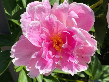 Çin bitkisel şakayığı (Paeonia lactiflora), yaygın bahçe şakayığı, Milchweisse Pfingstrose, Chinesische Pfingstrose veya Edel-Pfingstrose (İsviçre Zürih Üniversitesi Botanik Bahçesi, İsviçre)