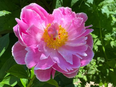 Çin bitkisel şakayığı (Paeonia lactiflora), yaygın bahçe şakayığı, Milchweisse Pfingstrose, Chinesische Pfingstrose veya Edel-Pfingstrose (İsviçre Zürih Üniversitesi Botanik Bahçesi, İsviçre)