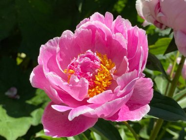 Çin bitkisel şakayığı (Paeonia lactiflora), yaygın bahçe şakayığı, Milchweisse Pfingstrose, Chinesische Pfingstrose veya Edel-Pfingstrose (İsviçre Zürih Üniversitesi Botanik Bahçesi, İsviçre)