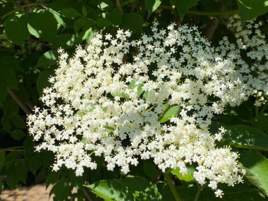 Elderberry (Sambucus nigra), Black older, European older, European black elderberry, Der Schwarze Holunder, Schwarzer Flieder, Fliederbeeren or Crna Bazga ili Zovina - Zova