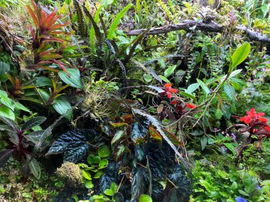 Zürih Üniversitesi veya Botanischer Garten der Universitt Zrich (Botanischer Garten der Universitaet Zuerich, Schweiz), İsviçre
