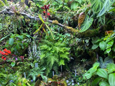 Zürih Üniversitesi veya Botanischer Garten der Universitt Zrich (Botanischer Garten der Universitaet Zuerich, Schweiz), İsviçre