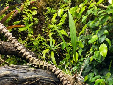 Zürih Üniversitesi veya Botanischer Garten der Universitt Zrich (Botanischer Garten der Universitaet Zuerich, Schweiz), İsviçre