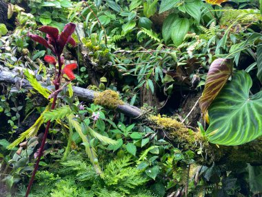 Zürih Üniversitesi veya Botanischer Garten der Universitt Zrich (Botanischer Garten der Universitaet Zuerich, Schweiz), İsviçre