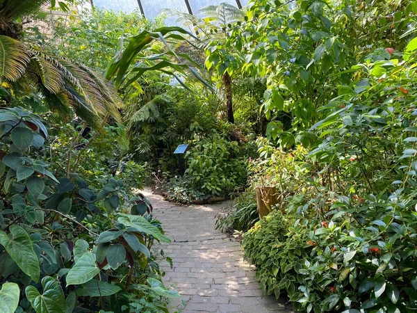 Kebun Raya Universitas Zurich Atau Kebun Botanischer Der Universitat Zurich — Stok Foto