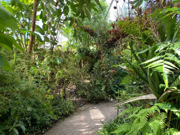 苏黎世大学植物园或苏黎世大学植物园 Botanischer Garten Der Universitat Zurich Botanischer Garten Der Universitaet — 图库照片