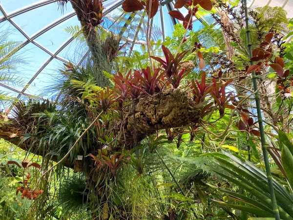 Zürih Üniversitesi Botanik Bahçesi Veya Botanischer Garten Der Universitat Zürih — Stok fotoğraf