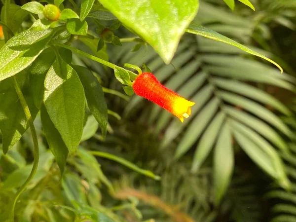 Жовто Червона Квітка Тропічної Рослини Manettia Luteorubra Syn Manettia Bicolor — стокове фото