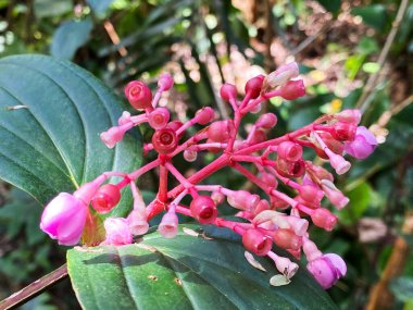 Filipin Pembe Orkide Bitkisi (Medinilla apoensis C.B.Rob. ), Planta orquidea rosa Filipina (Botanischer Garten der Universitat Zürih - Botanischer Garten der Universitaet Zuerich), İsviçre