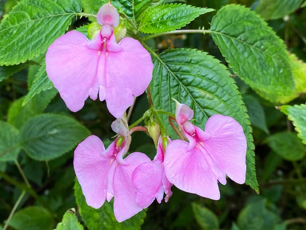 Flores Bálsamo Impatiens Stuhlmannii Warb Springkraut Botanischer Garten Der Universitat — Foto de Stock