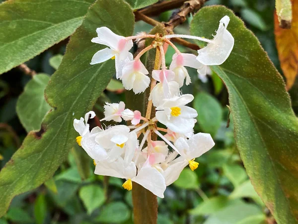 Begonia Juliana Begonia Juliana Loefgr Irmsch Begonia Peruviana Misapplied Botanischer — Zdjęcie stockowe