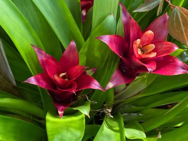 Kızıl Yıldız (Guzman ia lingulata), Droophead Tufted Airplant, Orange Star, vazo fabrikası, Flor del incienso, Bromelija, Karaguata, Guzmanija veya Grimizna zvijezda