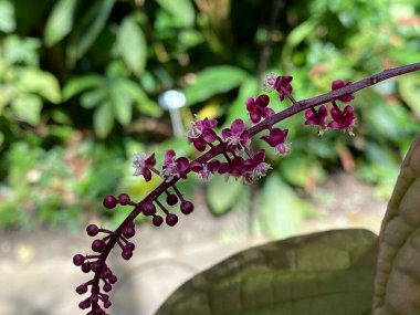 Tropikal Pokeberry (Trichostigma peruvianum (Moquin) H. Walter) veya Peruanische Haarnarbe (Botanischer Garten der Universitat Zürih - Botanischer Garten der Universitaet Zuerich), İsviçre