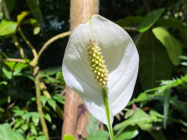 Peace lily (Spathiphyllum wallisii, Regel), White sails, Spathe flower, Einblatt, Friedenslilie, Blattfahne or Scheidenblatt (Botanischer Garten der Universitat Zurich - Botanischer Garten der Universitaet Zuerich), Schweiz / Switzerland