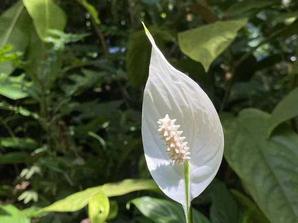 Lirio Paz Spathiphyllum Wallisii Regel Velas Blancas Flor Guata Einblatt —  Fotos de Stock
