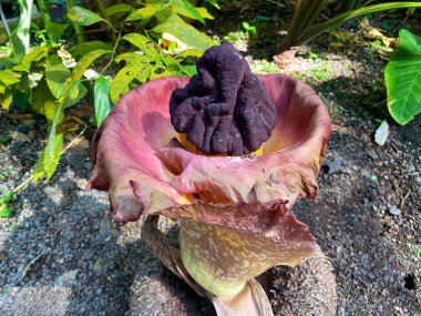 Fil ayağı yer elması (Amorphophallus paeoniifolius (Dennst). Nicolson), Whitespot dev arum, Telingo Patato, Sweet Yam, Ceset Çiçeği, Titanenwurz, Voodoo Lily, La patata de Telinga veya Elefantenkartoffel