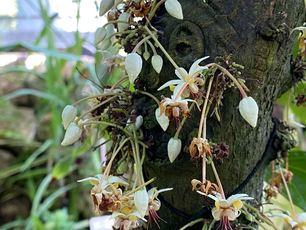 Cacao tree (Theobroma cacao), Cocoa tree, Kakaobaum, Arbol del cacao, Kakao-Baum, Cacaotero, Cacaotier, Cacaoyer  (Botanischer Garten der Universitat Zurich - Botanischer Garten der Universitaet Zuerich), Switzerland