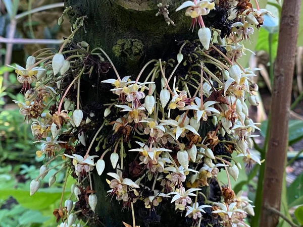 Cacao tree (Theobroma cacao), Cocoa tree, Kakaobaum, Arbol del cacao, Kakao-Baum, Cacaotero, Cacaotier, Cacaoyer  (Botanischer Garten der Universitat Zurich - Botanischer Garten der Universitaet Zuerich), Switzerland