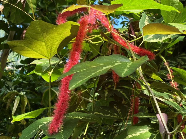 Chenille Plant Acalypha Hispida Nesselblatt Philippines Medusa Red Hot Cat —  Fotos de Stock