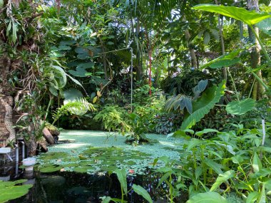 Zürih Üniversitesi Botanik Bahçesi veya Botanischer Garten der Universitat Zürih (Botanischer Garten der Universitat Zürih / Botanischer Garten der Universitaet Zuerich), İsviçre