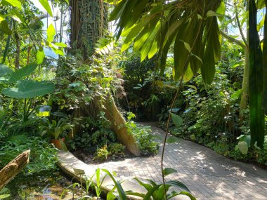 Zürih Üniversitesi Botanik Bahçesi veya Botanischer Garten der Universitat Zürih (Botanischer Garten der Universitat Zürih / Botanischer Garten der Universitaet Zuerich), İsviçre