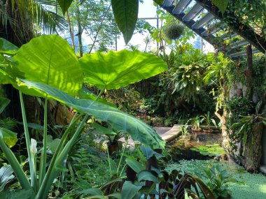 Zürih Üniversitesi Botanik Bahçesi veya Botanischer Garten der Universitat Zürih (Botanischer Garten der Universitat Zürih / Botanischer Garten der Universitaet Zuerich), İsviçre