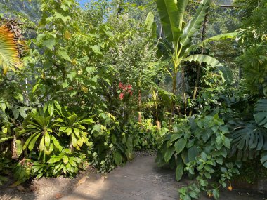 Zürih Üniversitesi Botanik Bahçesi veya Botanischer Garten der Universitat Zürih (Botanischer Garten der Universitat Zürih / Botanischer Garten der Universitaet Zuerich), İsviçre