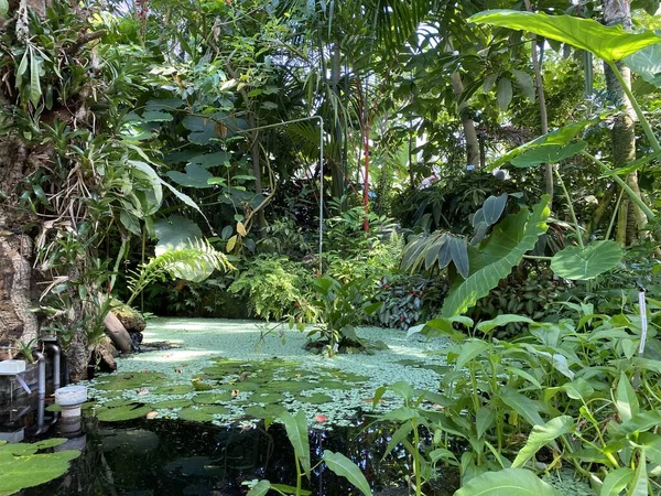 Zürih Üniversitesi Botanik Bahçesi veya Botanischer Garten der Universitat Zürih (Botanischer Garten der Universitat Zürih / Botanischer Garten der Universitaet Zuerich), İsviçre