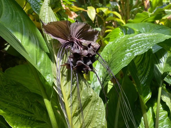 Black Bat Flower Tacca Chantrieri Die Fledermausblume Teufelsblume Fledermauspflanze Damonenblute — стоковое фото