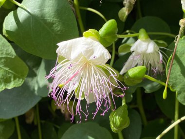 Caper bush (Capparis spinosa), Flinders rose, Echte Kapernstrauch, Dorniger Kapernstrauch, Trnoviti kapar ili Bodljikava kapara (Botanischer Garten der Universitaet Zuerich, Schweiz), İsviçre