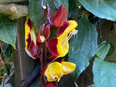 Zürih Üniversitesi veya Botanischer Garten der Universitat Zürih (Botanischer Garten der Universitaet Zuerich, Schweiz), İsviçre