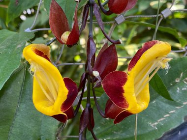 Zürih Üniversitesi veya Botanischer Garten der Universitat Zürih (Botanischer Garten der Universitaet Zuerich, Schweiz), İsviçre