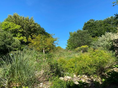 Zürih Üniversitesi Botanik Bahçesi veya Botanischer Garten der Universitt Zrich (Botanischer Garten der Universitat Zürih - Botanischer Garten der Universitaet Zuerich), İsviçre