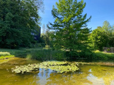Zürih Üniversitesi Botanik Bahçesi veya Botanischer Garten der Universitt Zrich (Botanischer Garten der Universitat Zürih - Botanischer Garten der Universitaet Zuerich), İsviçre