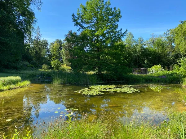 Zürih Üniversitesi Botanik Bahçesi veya Botanischer Garten der Universitt Zrich (Botanischer Garten der Universitat Zürih - Botanischer Garten der Universitaet Zuerich), İsviçre