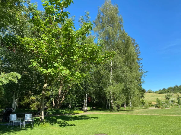 Botanical Garden University Zurich Botanischer Garten Der Universitt Zrich Botanischer — Zdjęcie stockowe