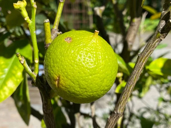 Fruits Bergamot Orange Citrus Limon Syn Citrus Bergamia Bergamotte Zitrusfruchte — Stock Photo, Image