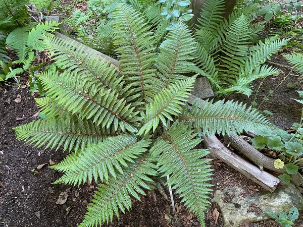 Scaly Samiec Paproci Dryopteris Affinis Złotej Łuski Samiec Paproci Heimischer — Zdjęcie stockowe