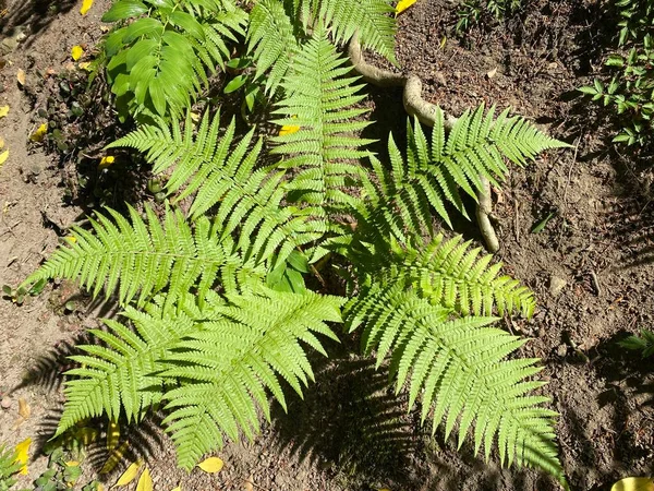 Scaly Samiec Paproci Dryopteris Affinis Złotej Łuski Samiec Paproci Heimischer — Zdjęcie stockowe