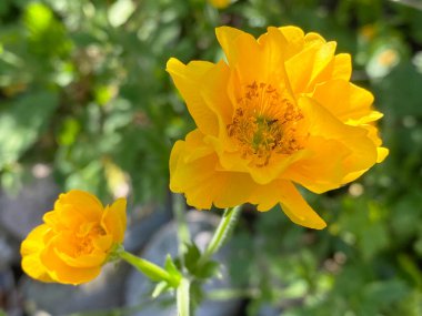 Zürih Üniversitesi veya Botanischer Garten der Universitat Zürih (Botanischer Garten der Universitaet Zuerich, Schweiz), İsviçre