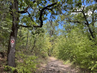 Hiking trails, forest paths and bicycle roads in the Papuk Nature Park, Velika - Slavonia, Croatia (Planinarske staze, sumski putevi i biciklisticke ceste u parku prirode Papuk - Slavonija, Hrvatska)