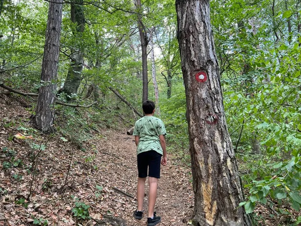 Hiking trails, forest paths and bicycle roads in the Papuk Nature Park, Velika - Slavonia, Croatia (Planinarske staze, sumski putevi i biciklisticke ceste u parku prirode Papuk - Slavonija, Hrvatska)