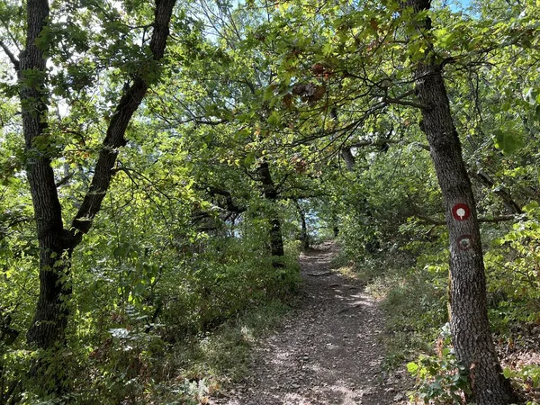 Hiking Trails Forest Paths Bicycle Roads Papuk Nature Park Velika — ストック写真