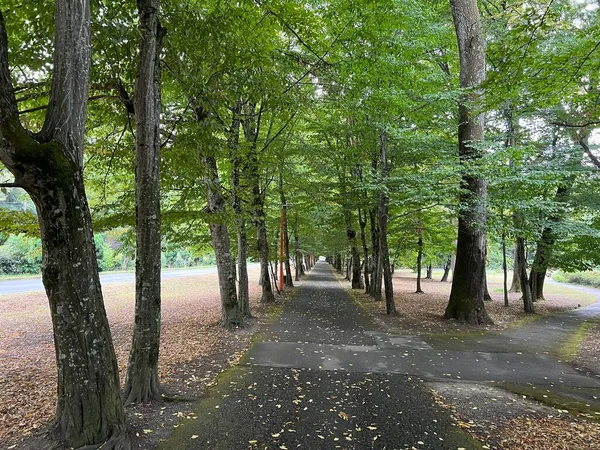 Spa garden Julijes park - Daruvar, Croatia (Ljecilisni perivoj Julijev park - Daruvar, Hrvatska)