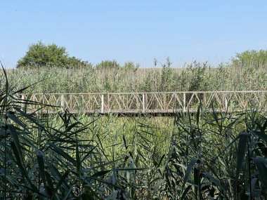 White Water-Lily Boardwalk, Kopacki rit Nature Park - Kopacevo, Croatia (Setnica bijelog lopoca, Park prirode Kopacki rit, Kopacevo - Baranja, Hrvatska)
