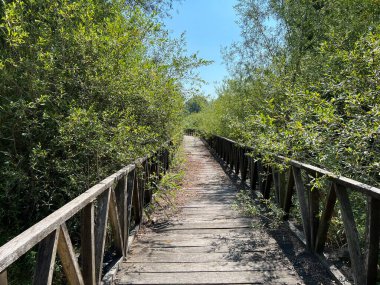 White Water-Lily Boardwalk, Kopacki rit Nature Park - Kopacevo, Croatia (Setnica bijelog lopoca, Park prirode Kopacki rit, Kopacevo - Baranja, Hrvatska)