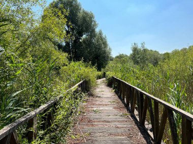 White Water-Lily Boardwalk, Kopacki rit Nature Park - Kopacevo, Croatia (Setnica bijelog lopoca, Park prirode Kopacki rit, Kopacevo - Baranja, Hrvatska)