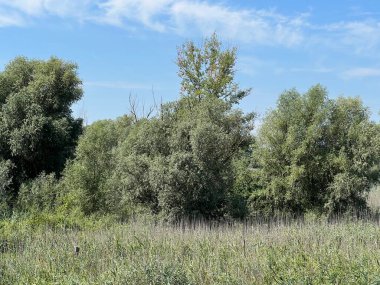 Water channels, floodplains and wetland vegetation in the Kopacki rit nature park - Kopacevo, Croatia (Naplavna podrucja i mocvarna vegetacija u parku prirode Kopacki rit - Kopacevo, Hrvatska)